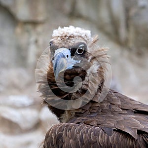 Eurasian Black Vulture portrait