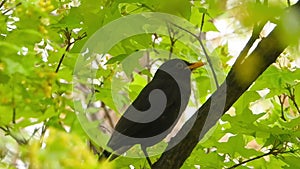 Eurasian Blackbird singing