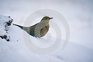 Eurasian Blackbird Turdus merula winter scene