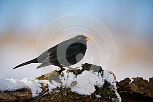 Eurasian Blackbird Turdus merula winter scene