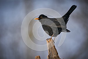 Eurasian Blackbird Turdus merula winter scene