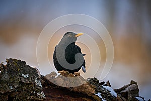 Eurasian Blackbird Turdus merula winter scene