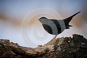 Eurasian Blackbird Turdus merula winter scene