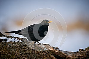 Eurasian Blackbird Turdus merula winter scene