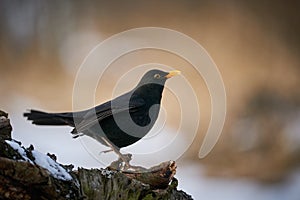 Eurasian Blackbird Turdus merula winter scene