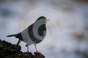 Eurasian Blackbird Turdus merula winter scene