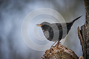 Eurasian Blackbird Turdus merula winter scene