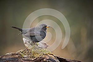 Eurasian Blackbird Turdus merula winter scene