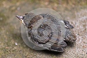 Eurasian blackcap chick