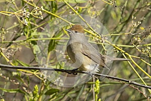 A Eurasian Blackcap Female