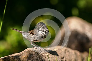 Eurasian blackcap (Sylvia atricapilla)