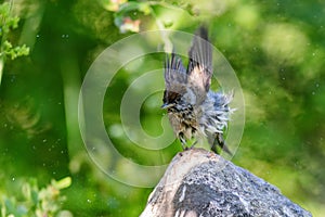 Eurasian blackcap (Sylvia atricapilla