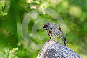 Eurasian blackcap (Sylvia atricapilla