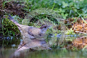 Eurasian blackcap (Sylvia atricapilla