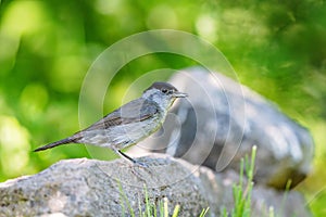 Eurasian blackcap (Sylvia atricapilla