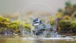 Eurasian blue tit bathing in a pool Cyanistes caeruleus, Andalusia, Spain