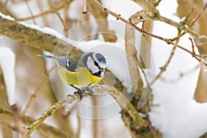 Eurasian Blue Tit bird in blue yellow perching on tree branch al