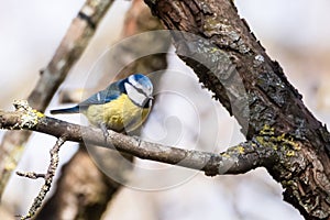 Eurasian blue tit bird on branch of tree, Cyanistes caer uleus