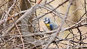 Eurasian blue tit bird preening feathers