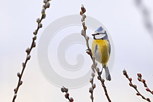 Eurasian blue tit bird sitting on a catkin or ament flower