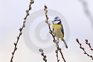 Eurasian blue tit bird sitting on a catkin or ament flower