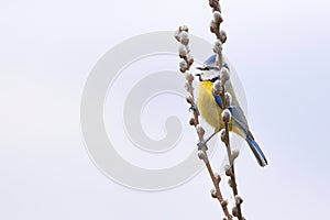 Eurasian blue tit bird sitting on a catkin or ament flower