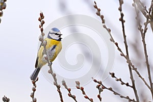 Eurasian blue tit bird sitting on a catkin or ament flower and sing