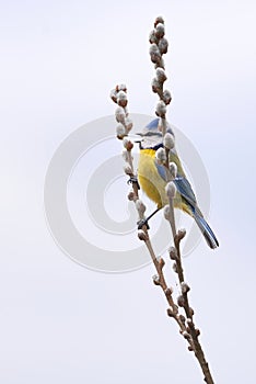 Eurasian blue tit bird sitting on a catkin or ament flower and sing