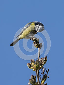 Eurasian blue tit bird on twig