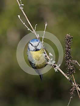 Eurasian blue tit bird on twig