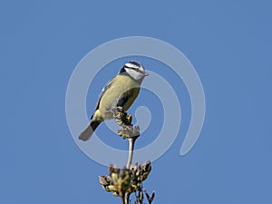 Eurasian blue tit bird on twig