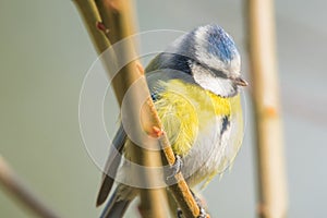 Eurasian blue tit