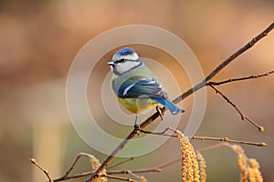 Eurasian blue tit,Cyanistes caeruleus