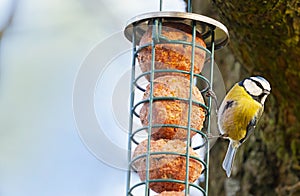 Eurasian blue tit Cyanistes caeruleus