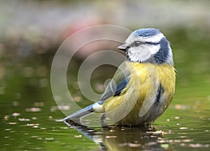 Eurasian Blue Tit, Cyanistes caeruleus