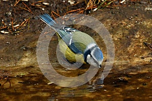 The Eurasian blue tit, Cyanistes caeruleus