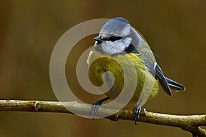 The Eurasian blue tit, Cyanistes caeruleus