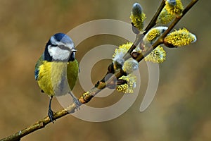 The Eurasian blue tit, Cyanistes caeruleus