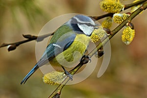 The Eurasian blue tit, Cyanistes caeruleus