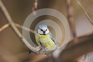 Eurasian blue tit - Cyanistes caeruleus