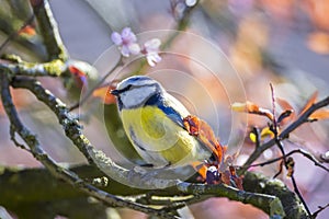 Eurasian blue tit, Cyanistes caeruleus, bird perched