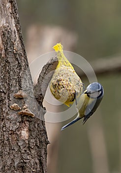 Eurasian blue tit Cyanistes caeruleus busy pecking on a fat ball