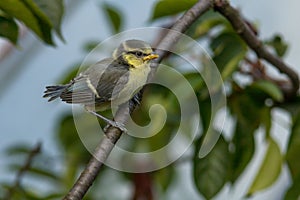 Eurasian Blue Tit Cyanistes Caeruleus  Chick