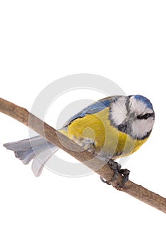 Eurasian Blue Tit