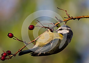 Eurasian Blue Tit (Cyanistes caeruleus)