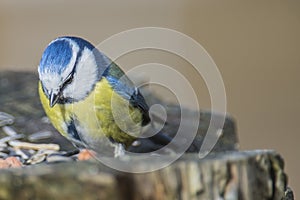 Eurasian Blue Tit (Cyanistes caeruleus or Parus caeruleus)