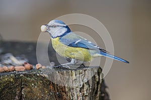 Eurasian Blue Tit (Cyanistes caeruleus or Parus caeruleus)