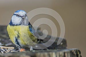 Eurasian Blue Tit (Cyanistes caeruleus or Parus caeruleus)