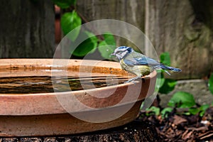 Eurasian blue tit, Cyanistes caeruleus, perched by the side of a bird bath drinking water