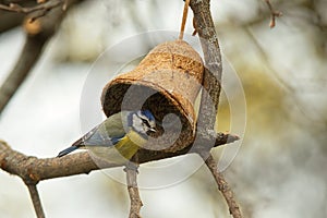 Eurasian blue tit, Cyanistes caeruleus sitting on a branch in the spring